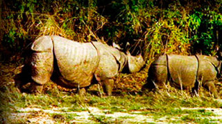 El Rinoceronte Indio. Tras las Huellas del Unicornio