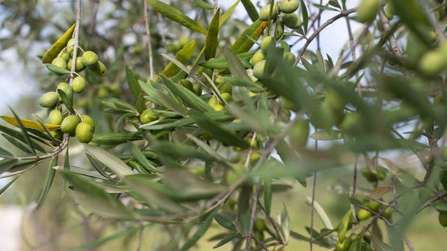 Aceite de oliva virgen extra, oro para la salud, el superalimento en casa