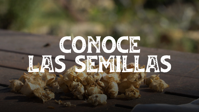 Conoce las semillas