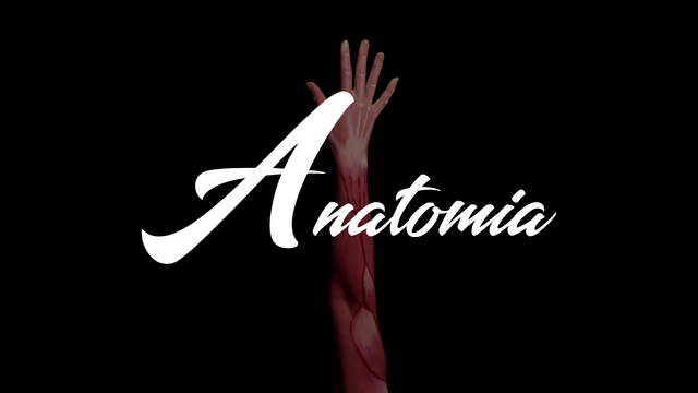 Anatomía
