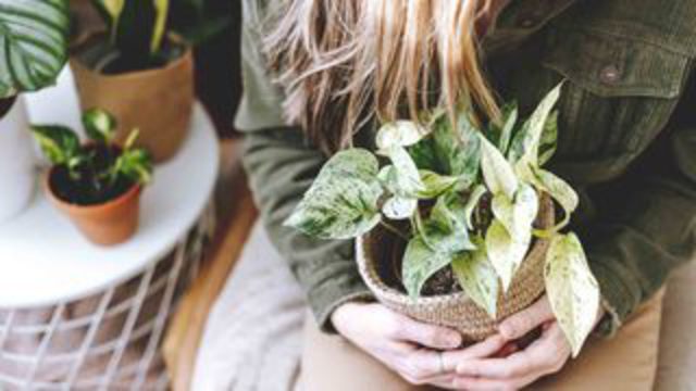 Plants at home: discover all the benefits they bring to your home